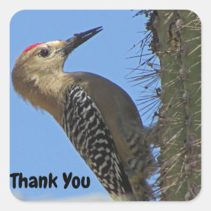 Thank You Gila Woodpecker Photo Bird Appreciation Square Sticker