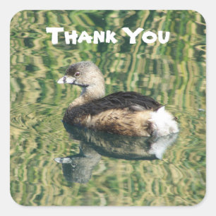 Thank You Grebe Photo With Reflection Appreciation Square Sticker