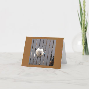 Thank You - Havanese Puppy Card