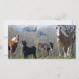 Thank You- Horses, Pony, and Donkey Photocards You Card