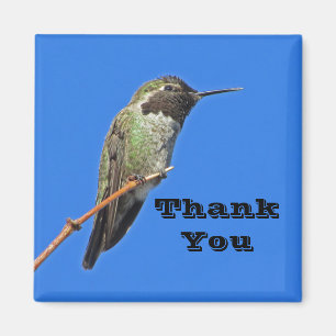 Thank You Hummingbird Photo Nature Appreciation Magnet