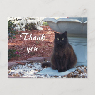 Thank you Kitty Postcard