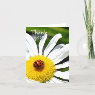 Thank you Ladybug