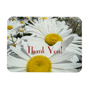 Thank You! magnets premium Daisy Flowers Daisies