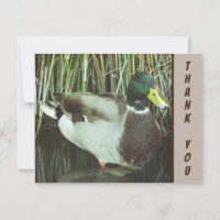 Thank You Mallard Duck Wild Bird Appreciation