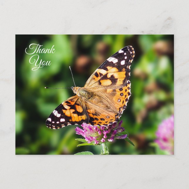 Thank You Painted Lady Butterfly Postcard (Front)