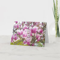 Thank You/Pink Saucer Magnolia