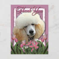 Thank You - Pink Tulips - Poodle - Apricot
