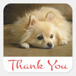 Thank You Pomeranian Puppy Dog Stickers / Labels