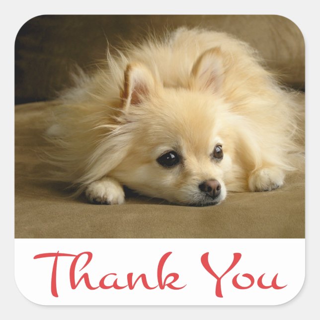 Thank You Pomeranian Puppy Dog Stickers / Labels (Front)