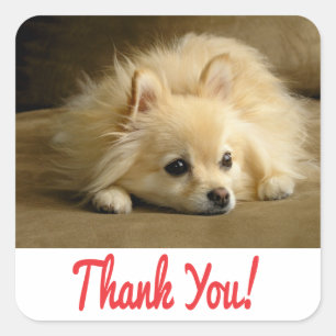 Thank You Pomeranian Puppy Dog Stickers / Labels