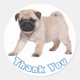 Thank You Pug Puppy Dog Sticker / Seal