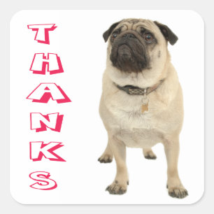 Thank You Pug Puppy Dog Stickers / Seals