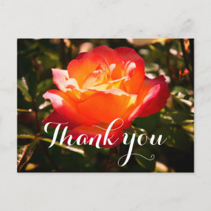 Thank You Rainbow Sorbet Rose #5 Postcard