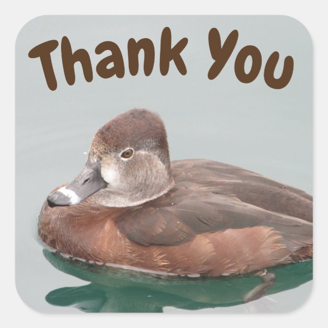 Thank You Ring-necked Duck Photo Female Bird Square Sticker (Front)