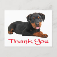 Thank You Rottweiler Puppy Dog Greeting Postcard