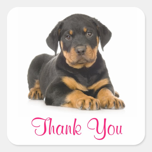 Thank You Rottweiler Puppy Dog Greeting Stickers (Front)