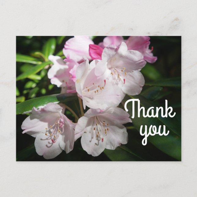 Thank You Sakura Cherry Blossom #2 Postcard (Front)