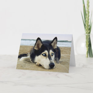 Thank  You Siberian Husky on Beach Greeting  Card