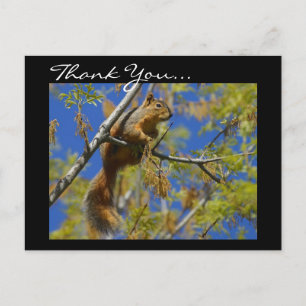 Thank You Squirrel postcard