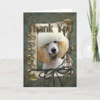 Thank You - Stone Paws - Poodle - Apricot