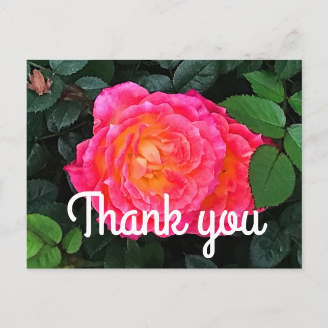Thank You Tiddly Winks Rose #1 Postcard  (Front)