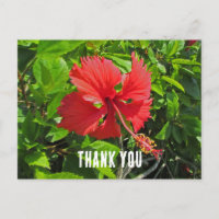 Thank You Tropical Flower Bright Pink Floral