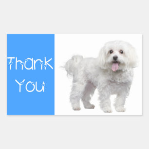 Thank You White Maltese Puppy Dog Sticker / Label