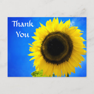 Thank You Yellow Sunflower Greeting Postcard