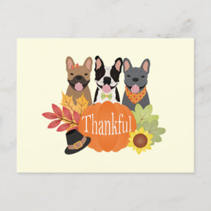 Thankful French Bulldogs Thanksgiving Holiday Postcard