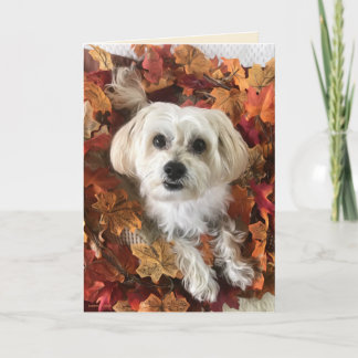 Thankful Morkie I - Blank Card