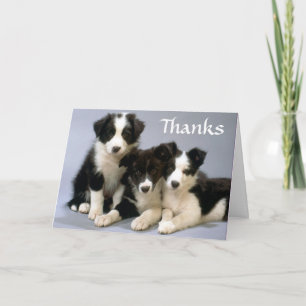 Thanks Border Collie Puppy Dogs Greeting Card
