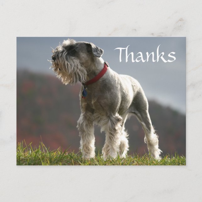 Thanks Schnauzer Puppy Dog Greeting Postcard (Front)
