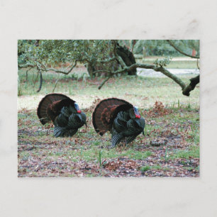 Thanksgiving Day Wild Turkeys in an Open Field Holiday Postcard