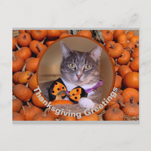 Thanksgiving Greetings with Cat Holiday Postcard (Front)
