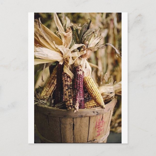thanksgiving harvest corn holiday postcard (Front)