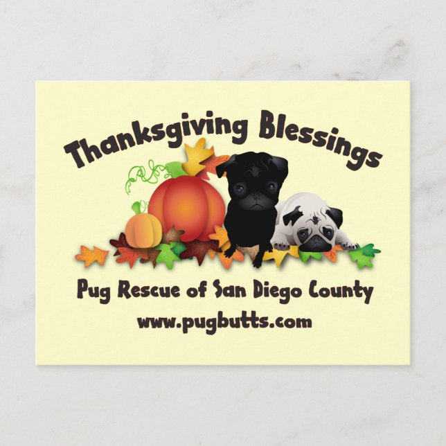 Thanksgiving Pug Tees and Gifts - 4 styles Holiday Postcard (Front)