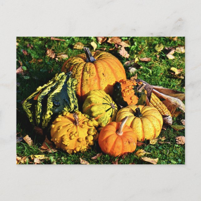 Thanksgiving Scene with Pumpkins-Corn-Gourds Holiday Postcard (Front)