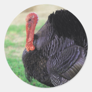 Thanksgiving Turkey Bird Classic Round Sticker