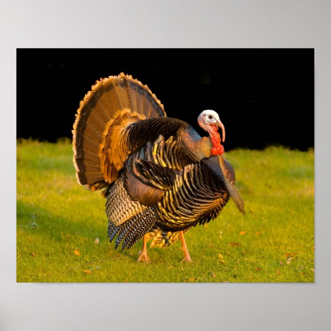 Thanksgiving turkey poster (Front)