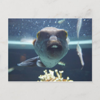 That Bucktooth Fish Postcard