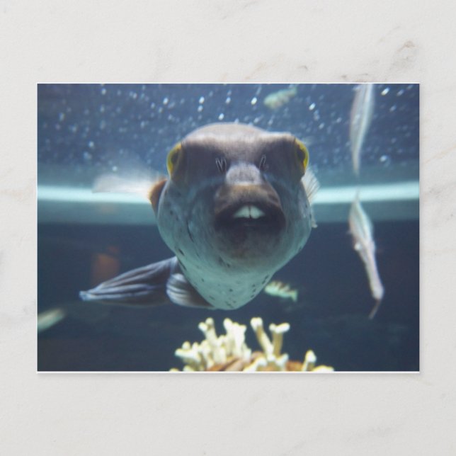 That Bucktooth Fish Postcard (Front)