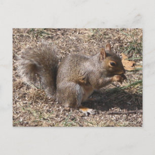 That's NUTS!!! Backyard Squirrel in Autumn Postcard