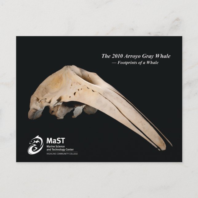 The 2010 Arroyo Grey Whale - Footprints of a Whale Postcard (Front)