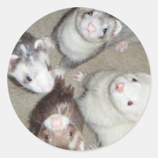 The 4 Musketeer Ferrets! Classic Round Sticker