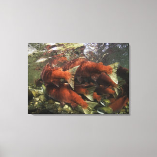 The Adams River sockeye run is one of the Canvas Print