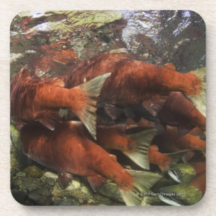 The Adams River sockeye run is one of the Coaster