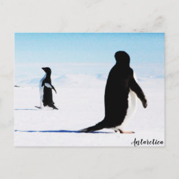 The Adélie Penguin Dancer and Friend Postcard