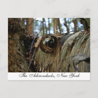 The Adirondacks, New York Postcard