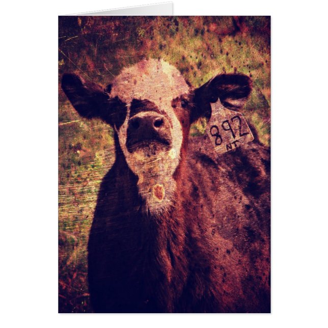 The Adorable Calf All Ocassions (Front)